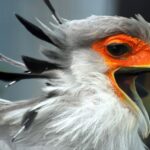 hancock bird meaning